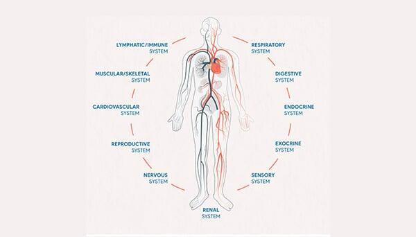 What Does CBD Do?